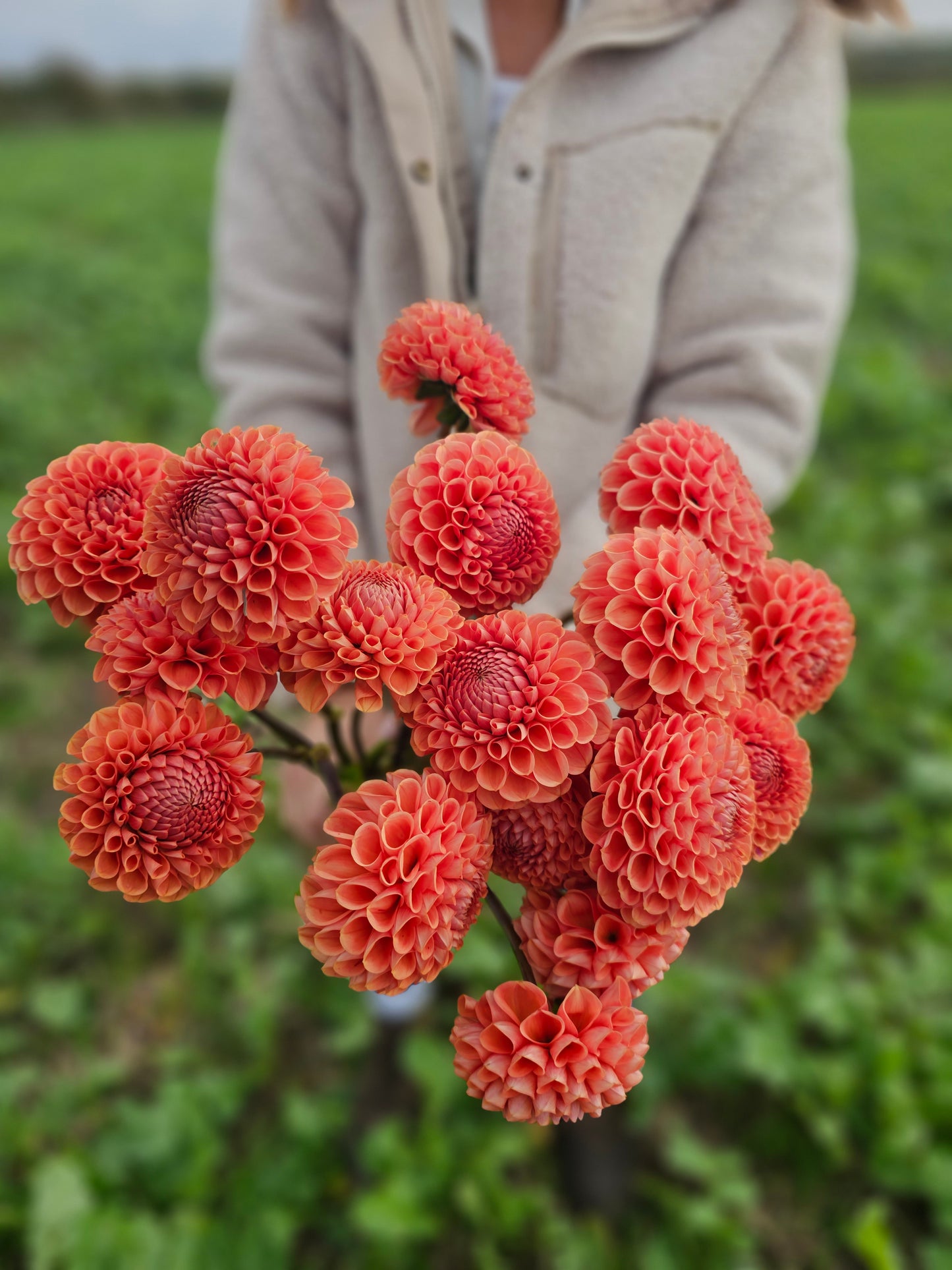 Cornel Bronze Dahlia