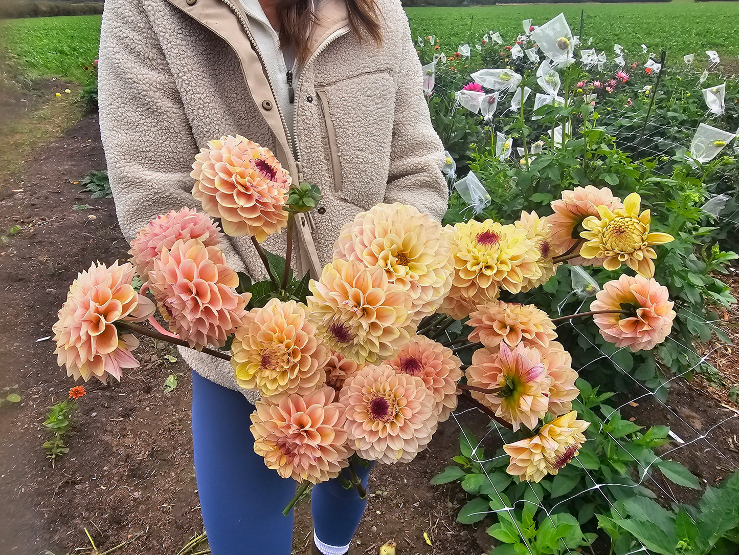 Wine Eyed Jill Dahlia