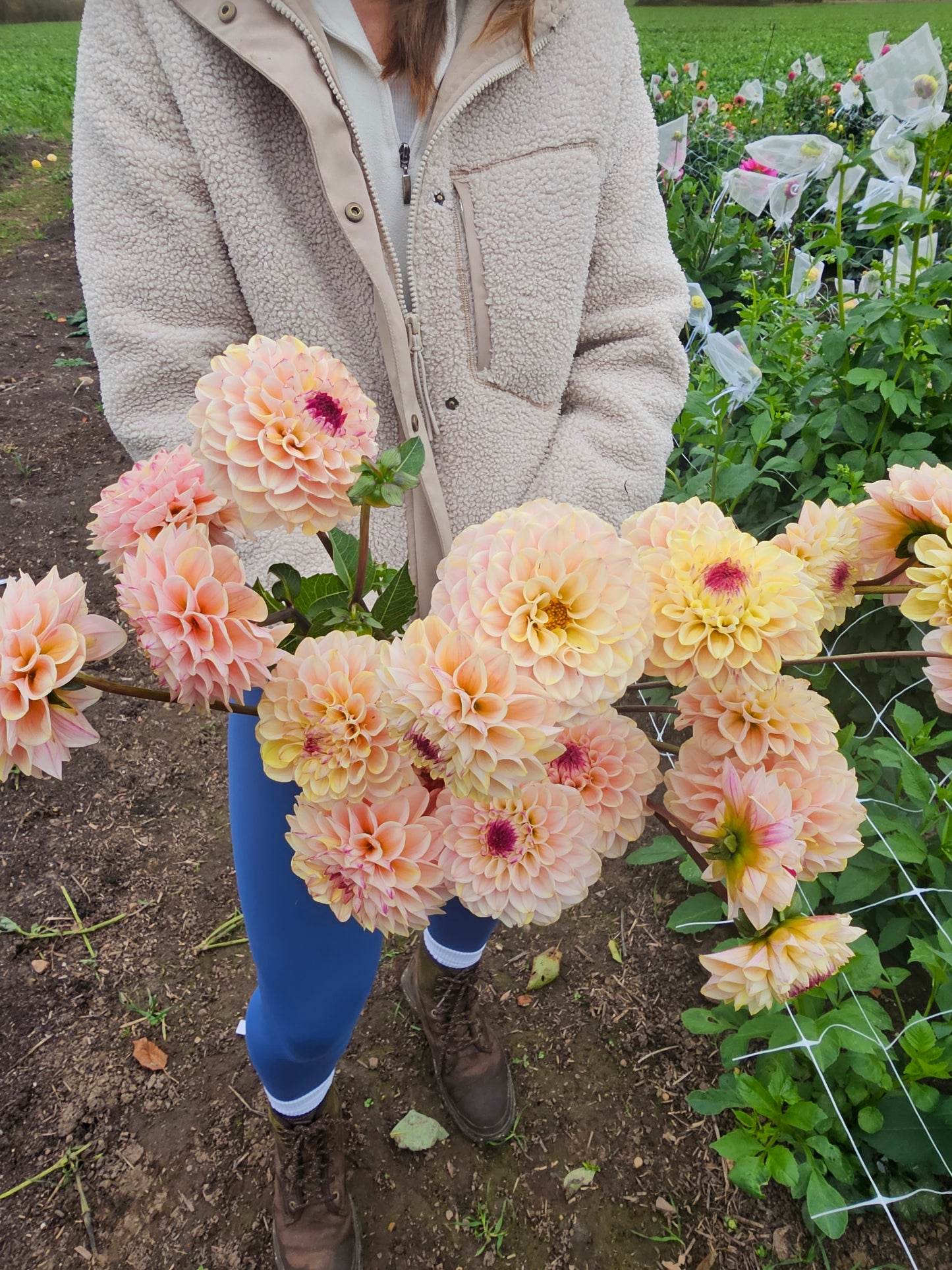 Wine Eyed Jill Dahlia
