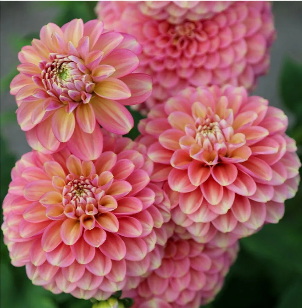 Milena Fleur Dahlia