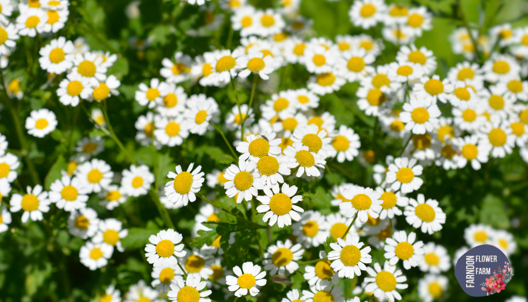 Spring 2026 Bouquet Subscription - April 2026