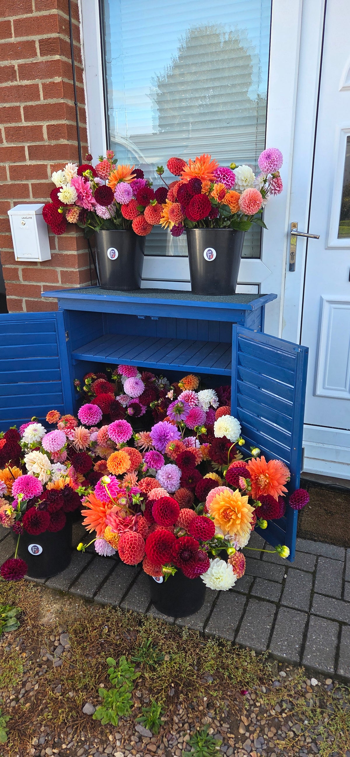 Flower Shed Dahlia Bucket