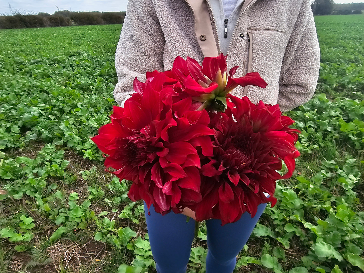 Spartacus Senior Dahlia