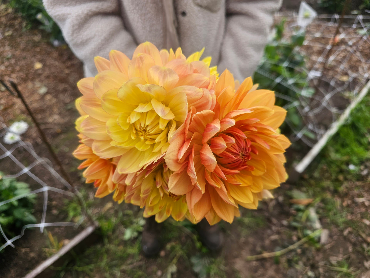 Holyhill Serenity Dahlia