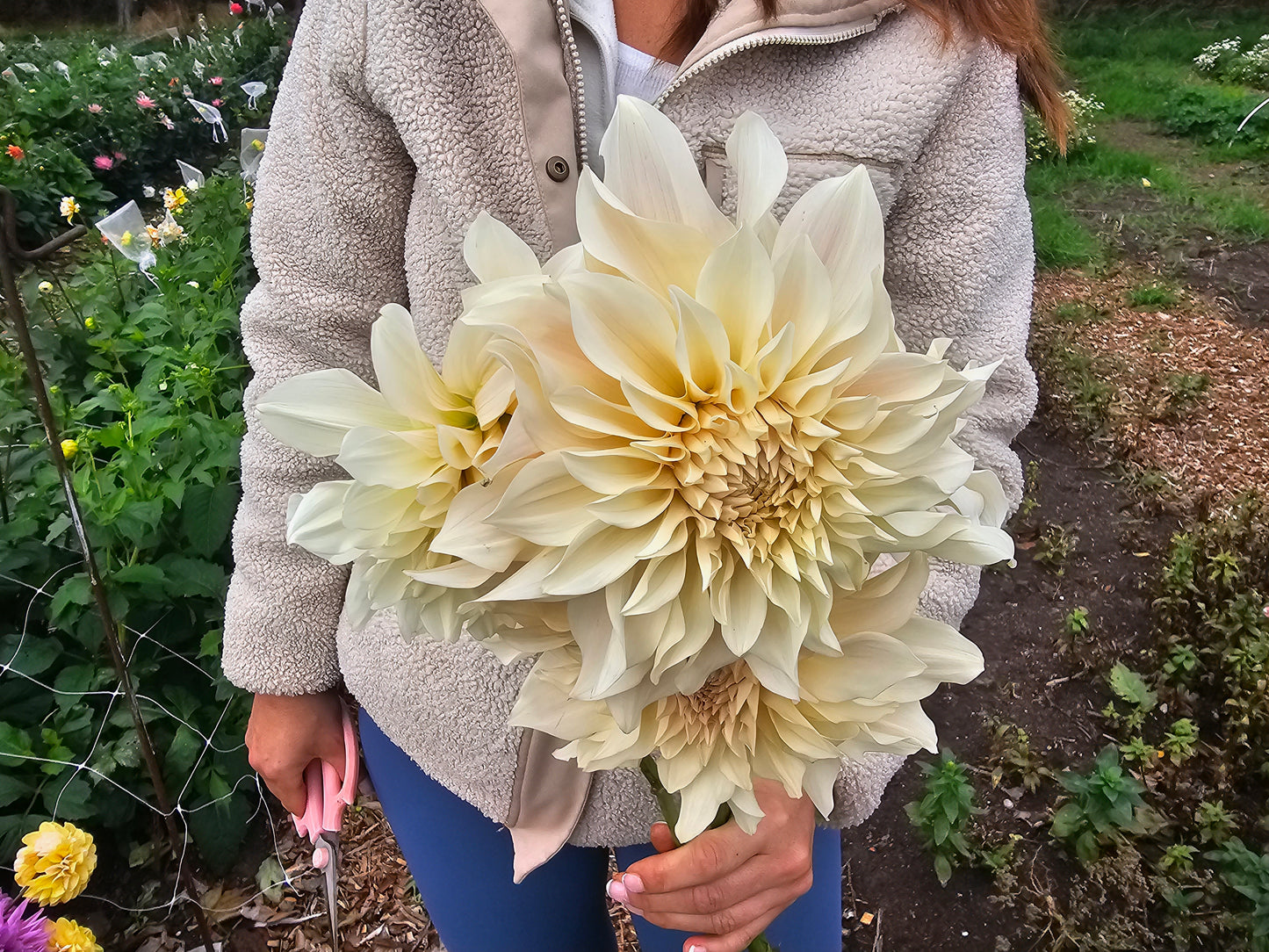 Cafe au Lait Dahlia