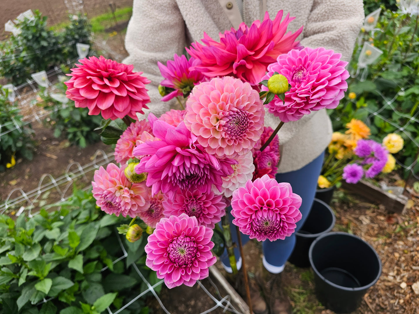 Dahlia Bouquet Subscription - September 2026