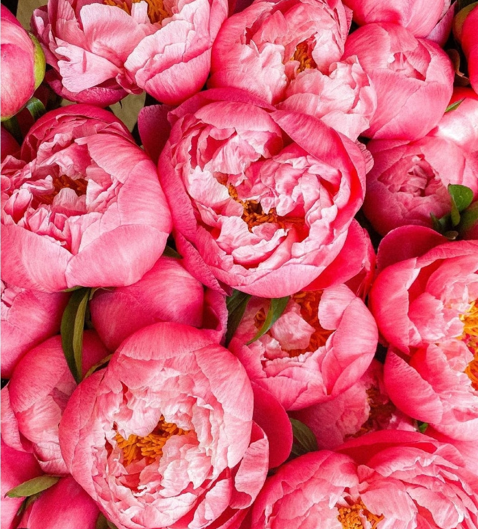 The Peony Club