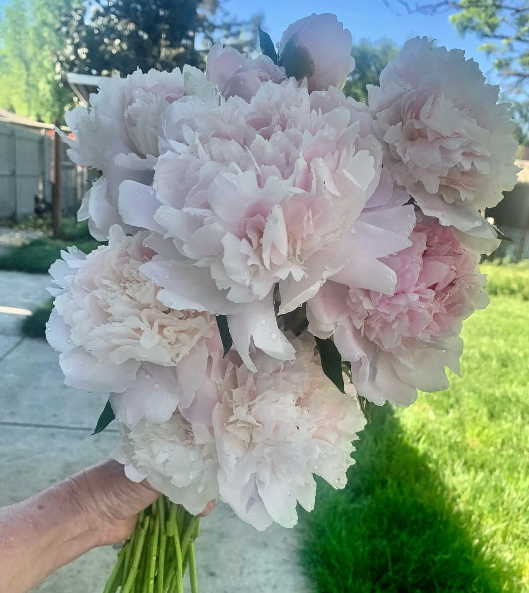 The Peony Club