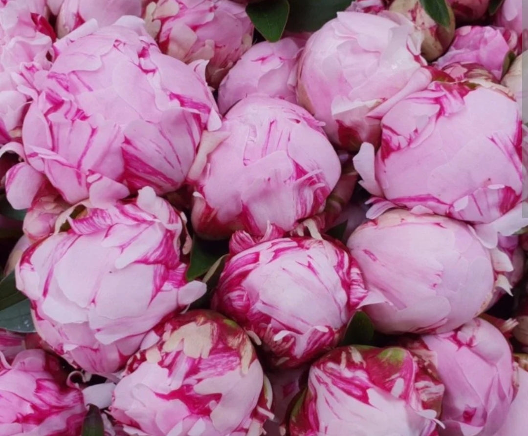 The Peony Club