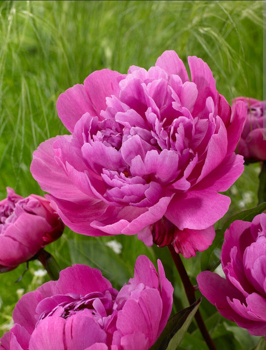The Peony Club