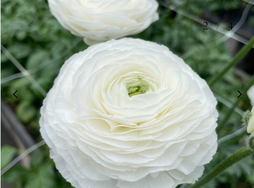 The Ranunculus Club