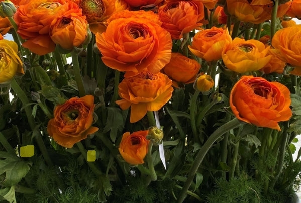 The Ranunculus Club