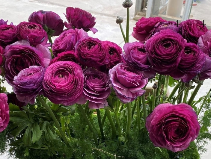The Ranunculus Club