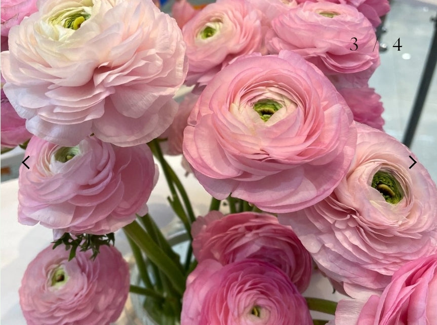 The Ranunculus Club