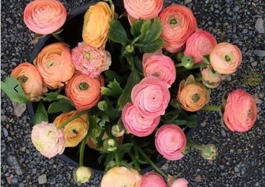 The Ranunculus Club