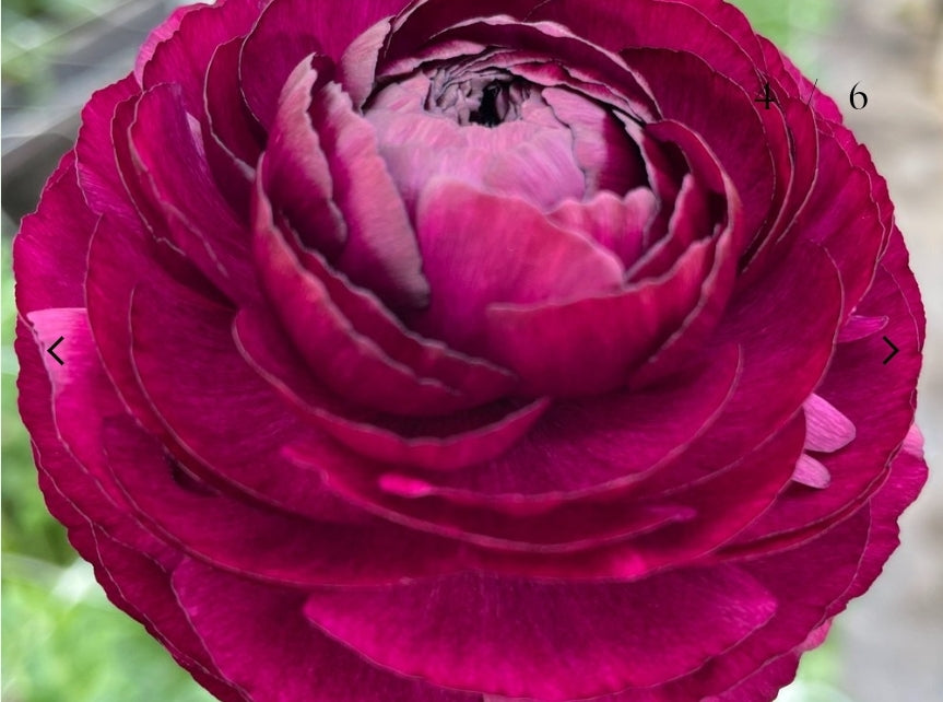 The Ranunculus Club