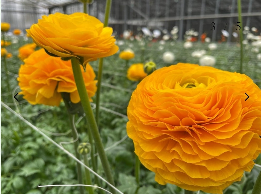 The Ranunculus Club