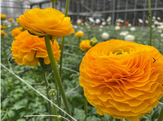 The Ranunculus Club