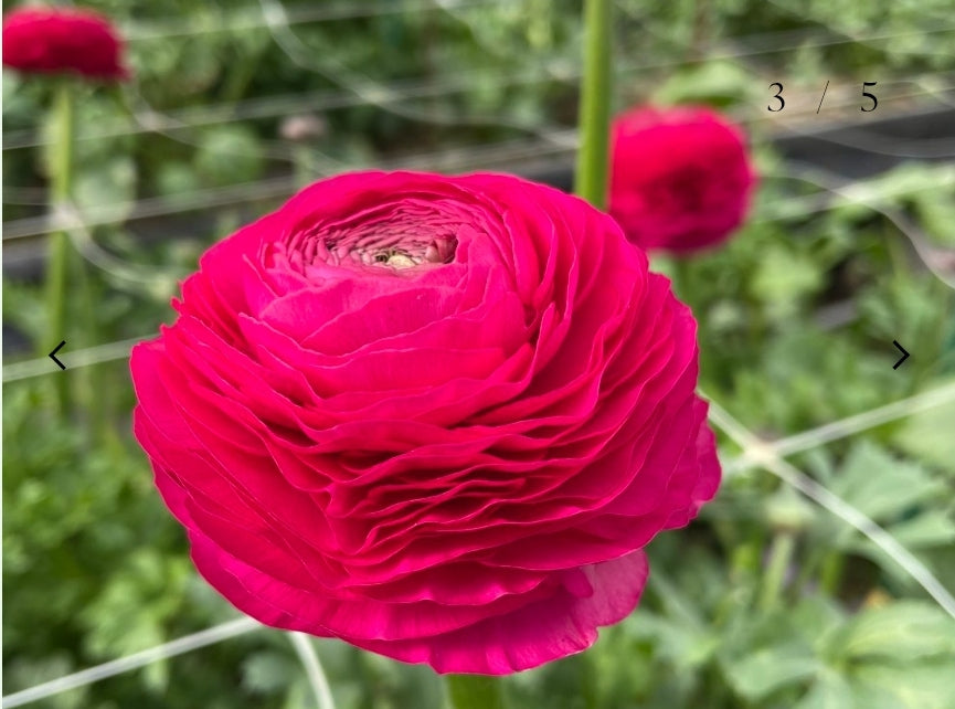 The Ranunculus Club