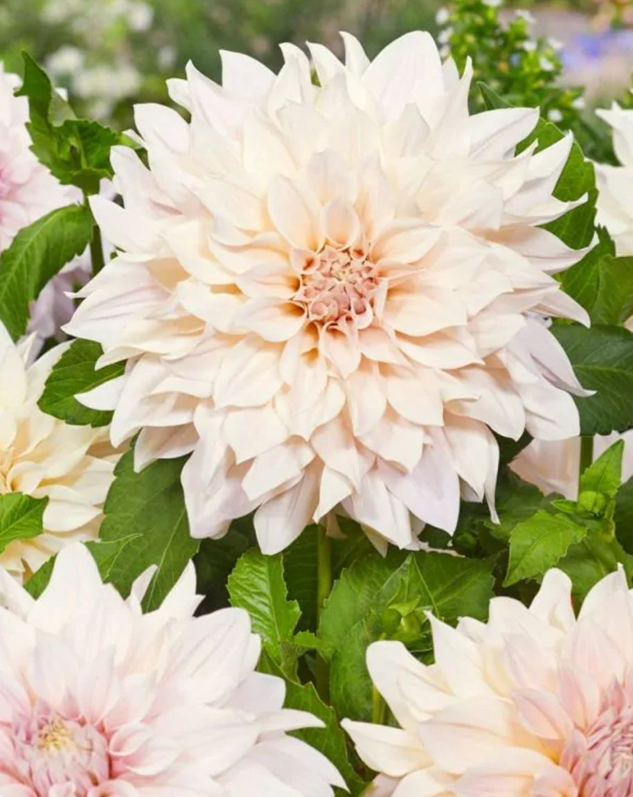 Cafe au Lait Dahlia