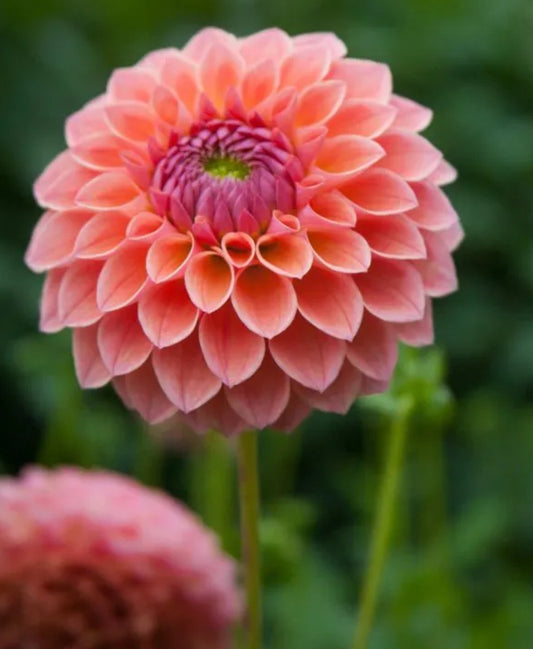 Linda's Baby Dahlia