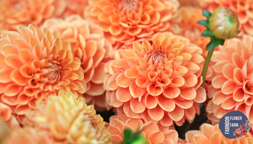 Dahlia Bouquet Subscription - September 2026