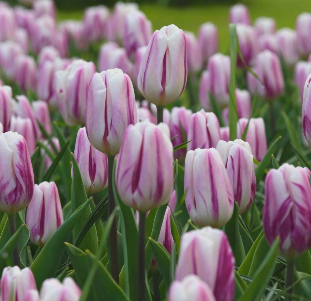 The Tulip Club