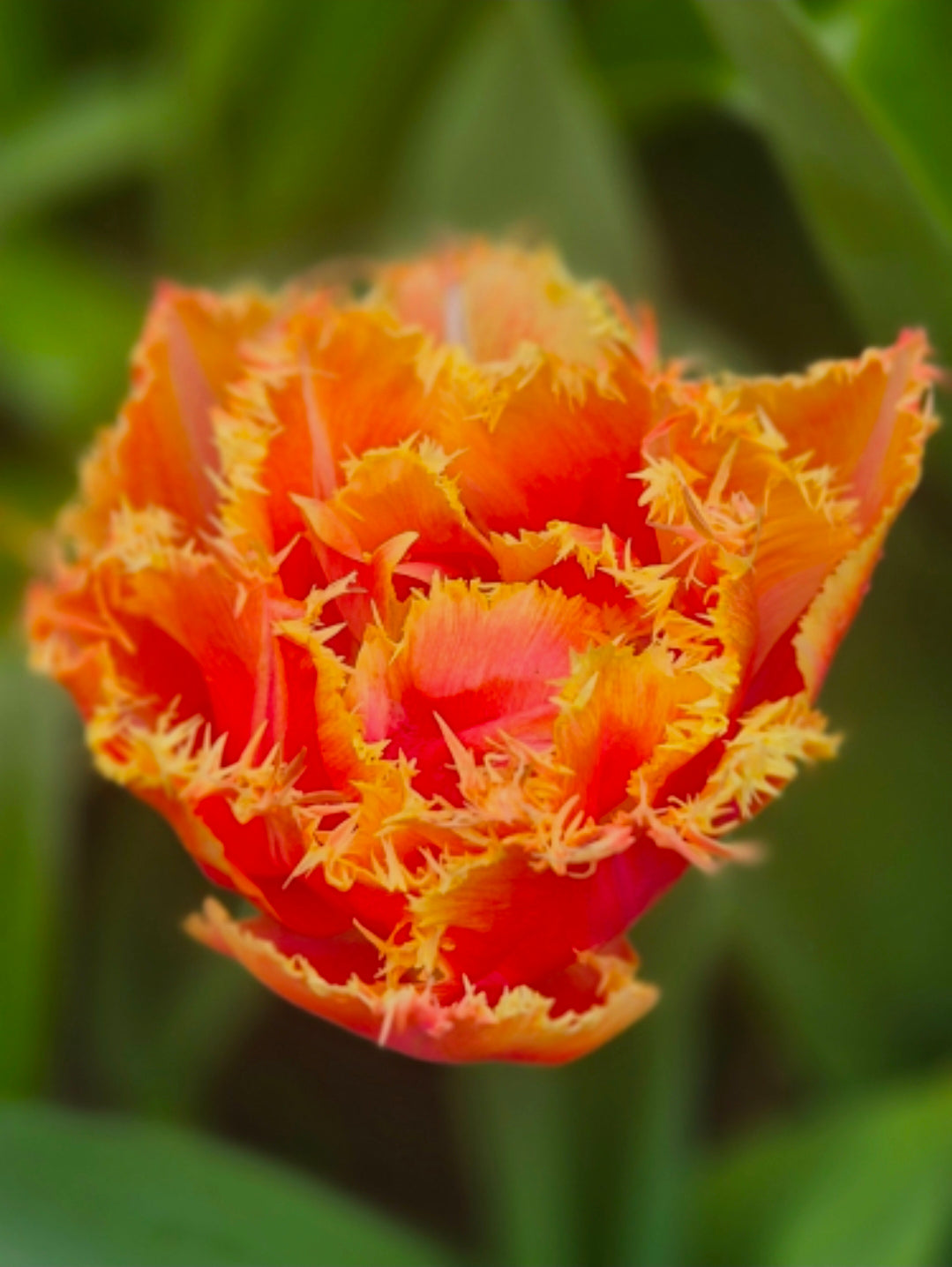 The Tulip Club