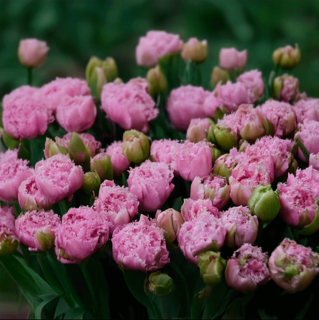 The Tulip Club