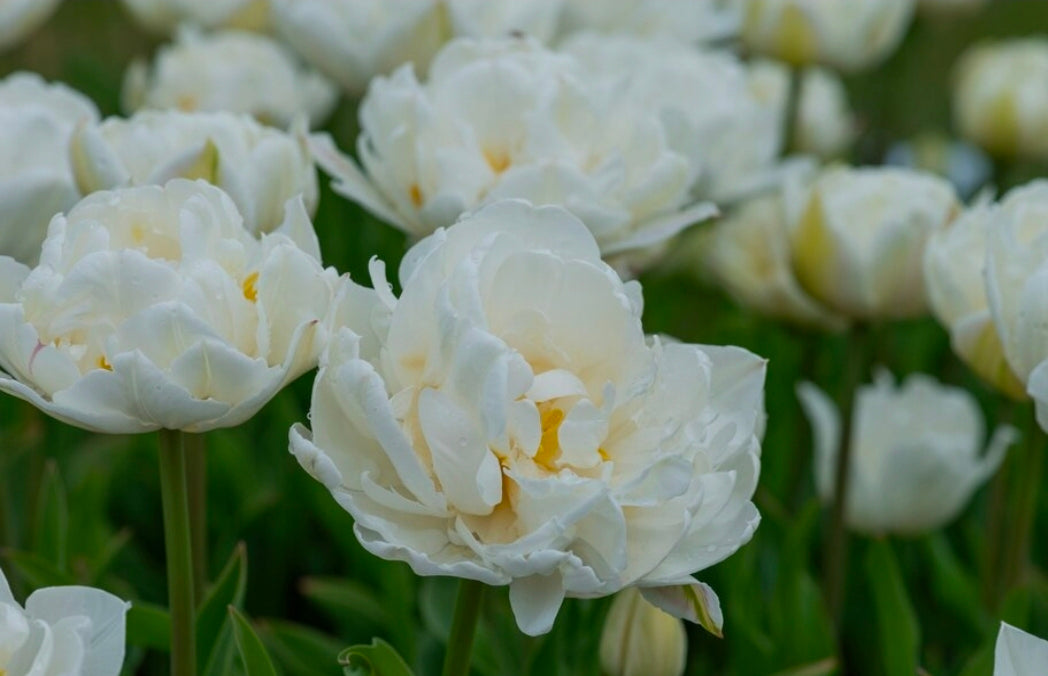 The Tulip Club