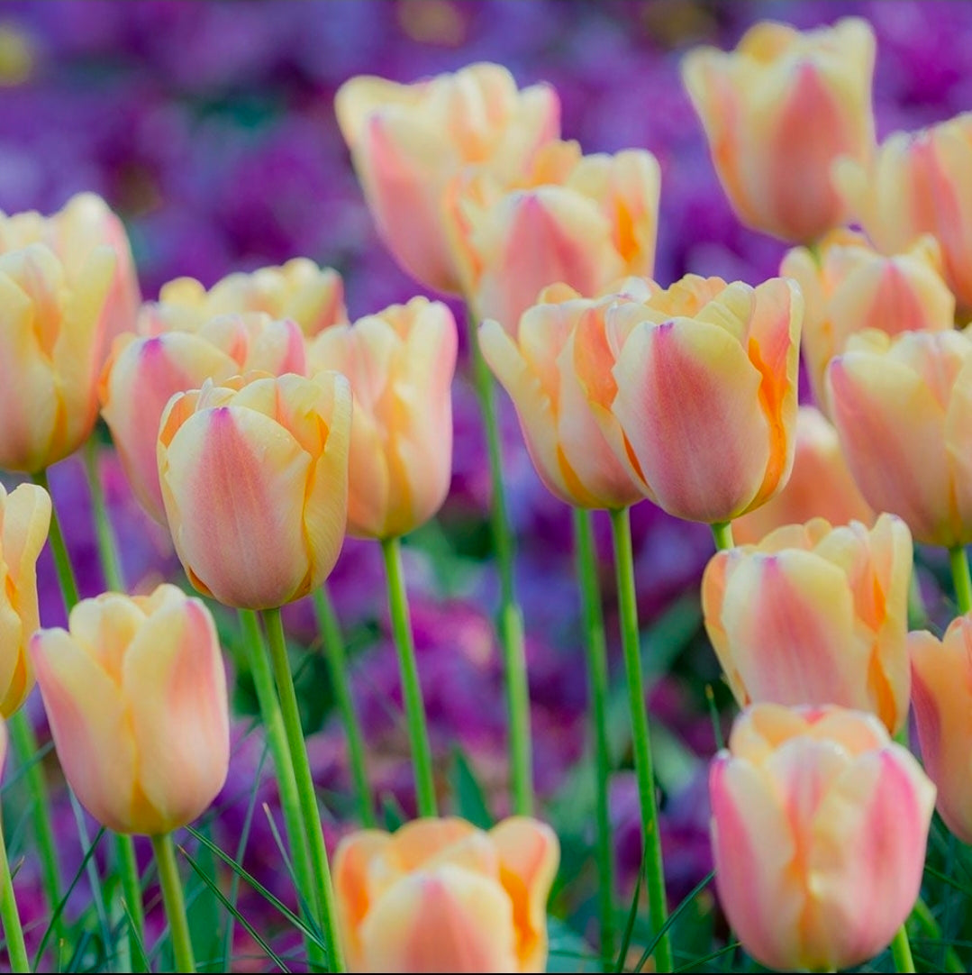 The Tulip Club