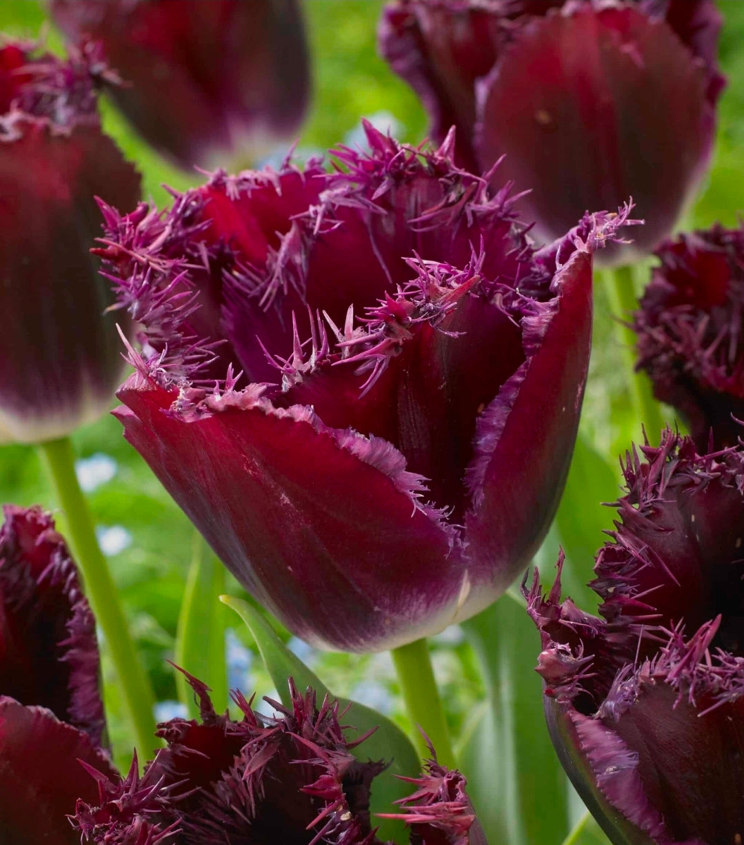 The Tulip Club