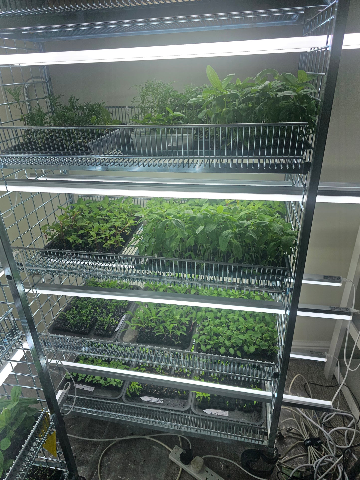 'Grow your own' Cut Flower Patch - Seed starting Workshop