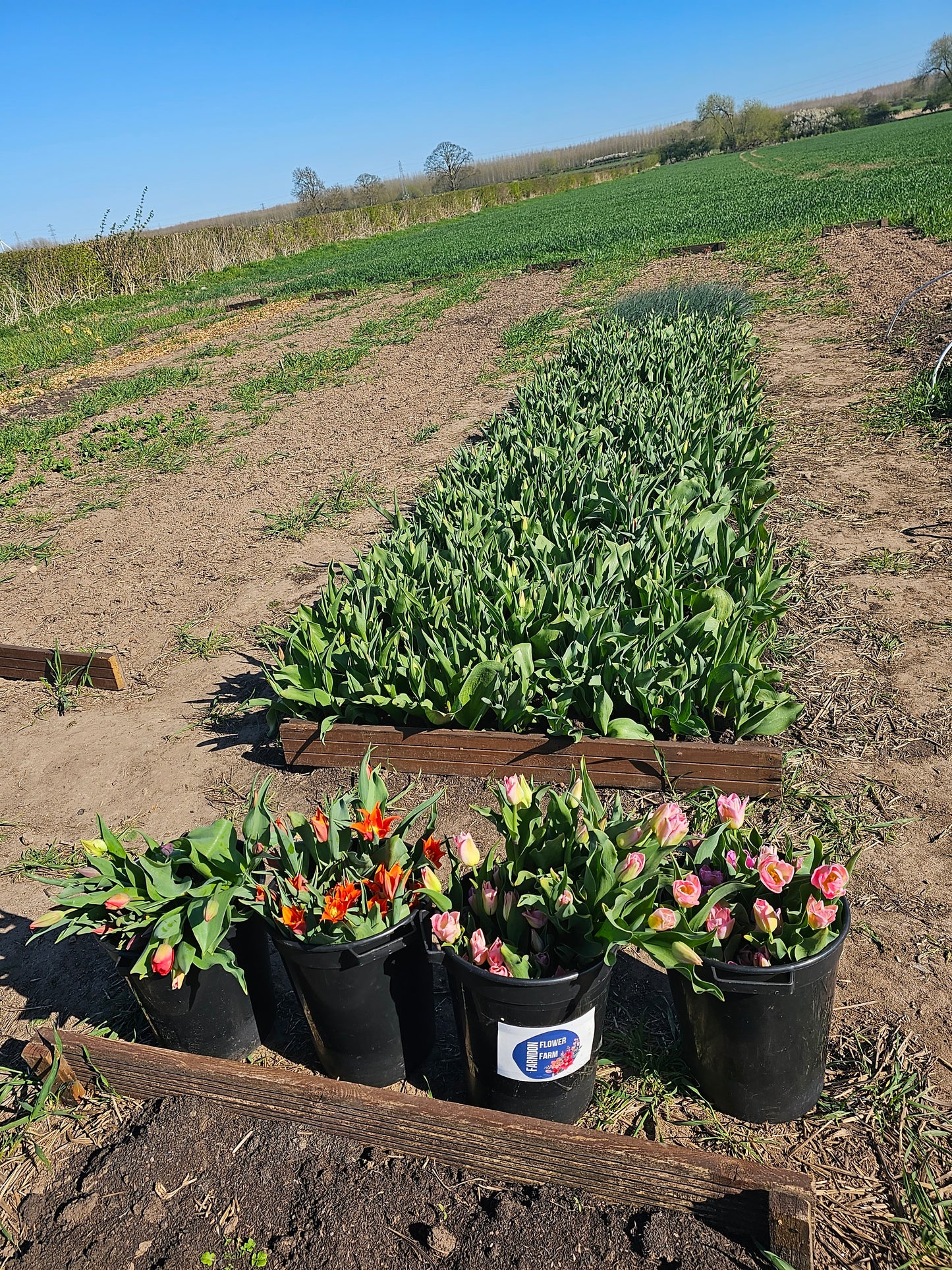 Pick Your Own Tulip Event