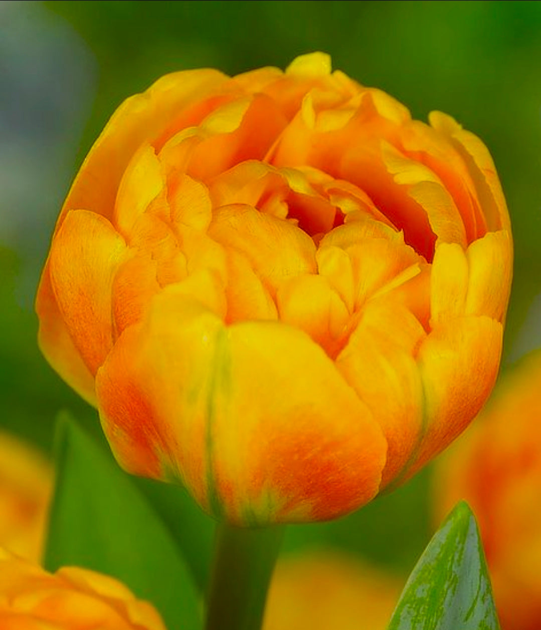 The Tulip Club