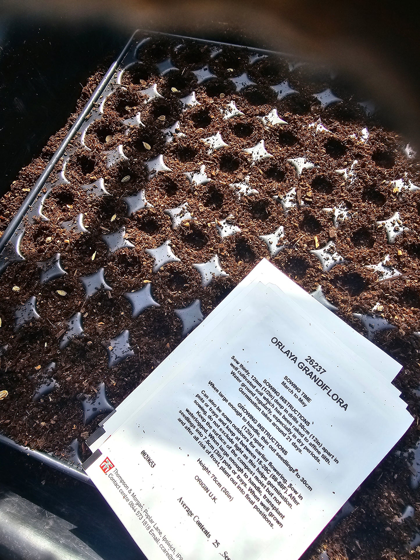 'Grow your own' Cut Flower Patch - Seed starting Workshop