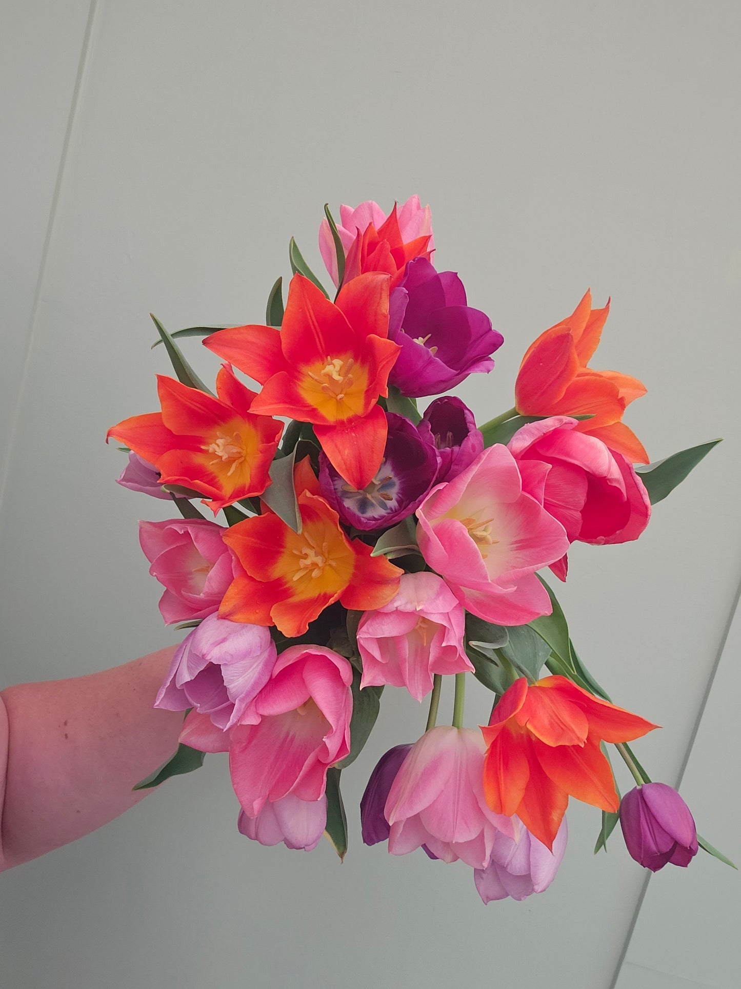 Pick Your Own Tulip Event