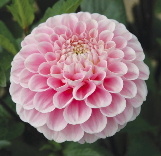 Wizzard of Oz Dahlia