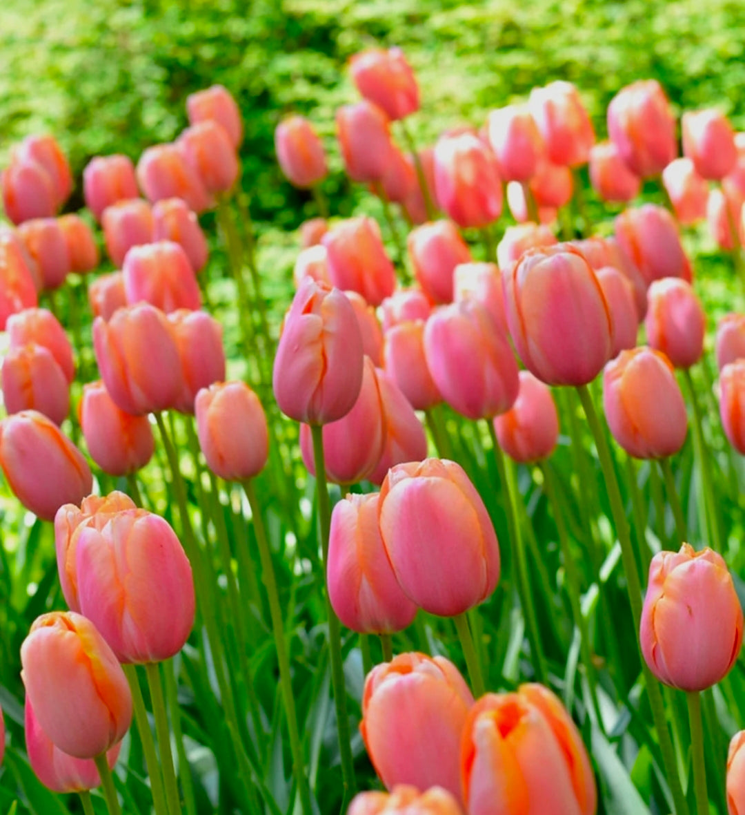 The Tulip Club