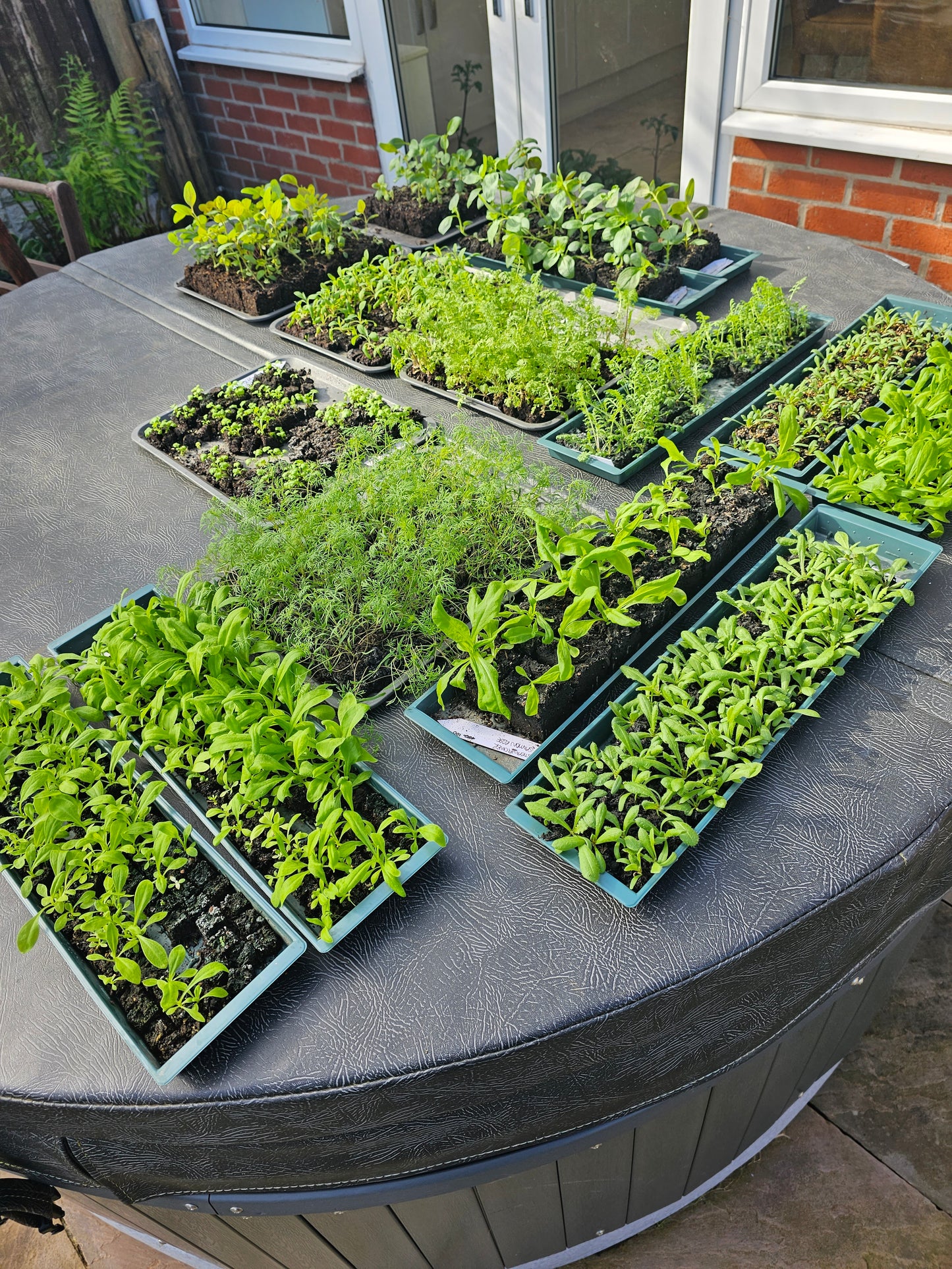 'Grow your own' Cut Flower Patch - Seed starting Workshop