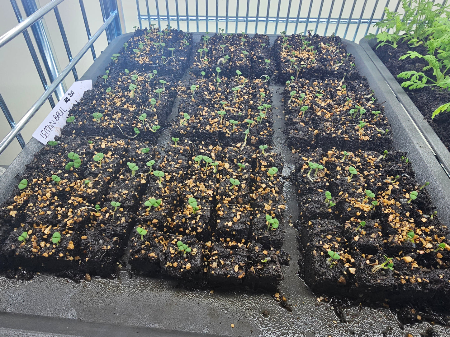 'Grow your own' Cut Flower Patch - Seed starting Workshop