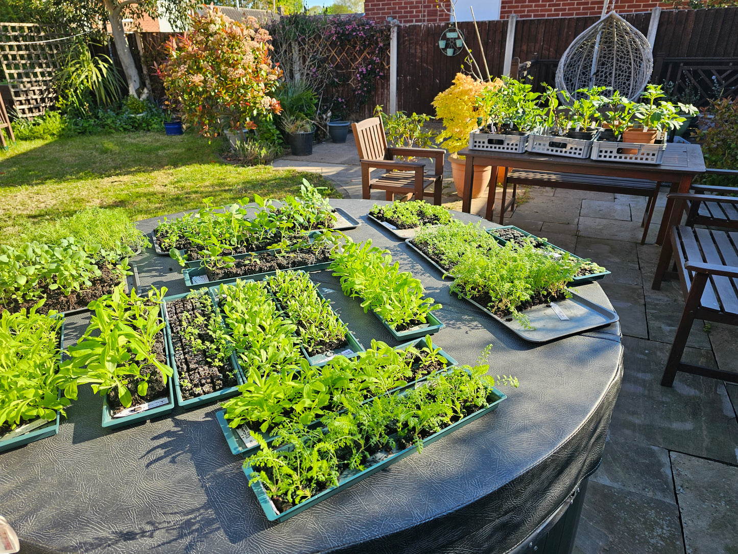 'Grow your own' Cut Flower Patch - Seed starting Workshop