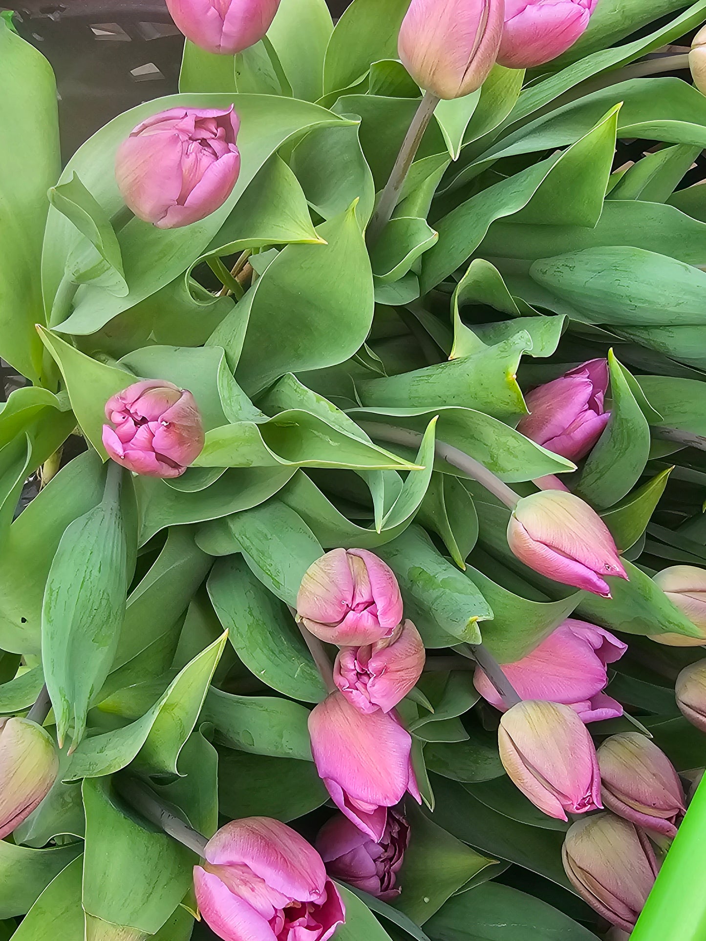 Pick Your Own Tulip Event