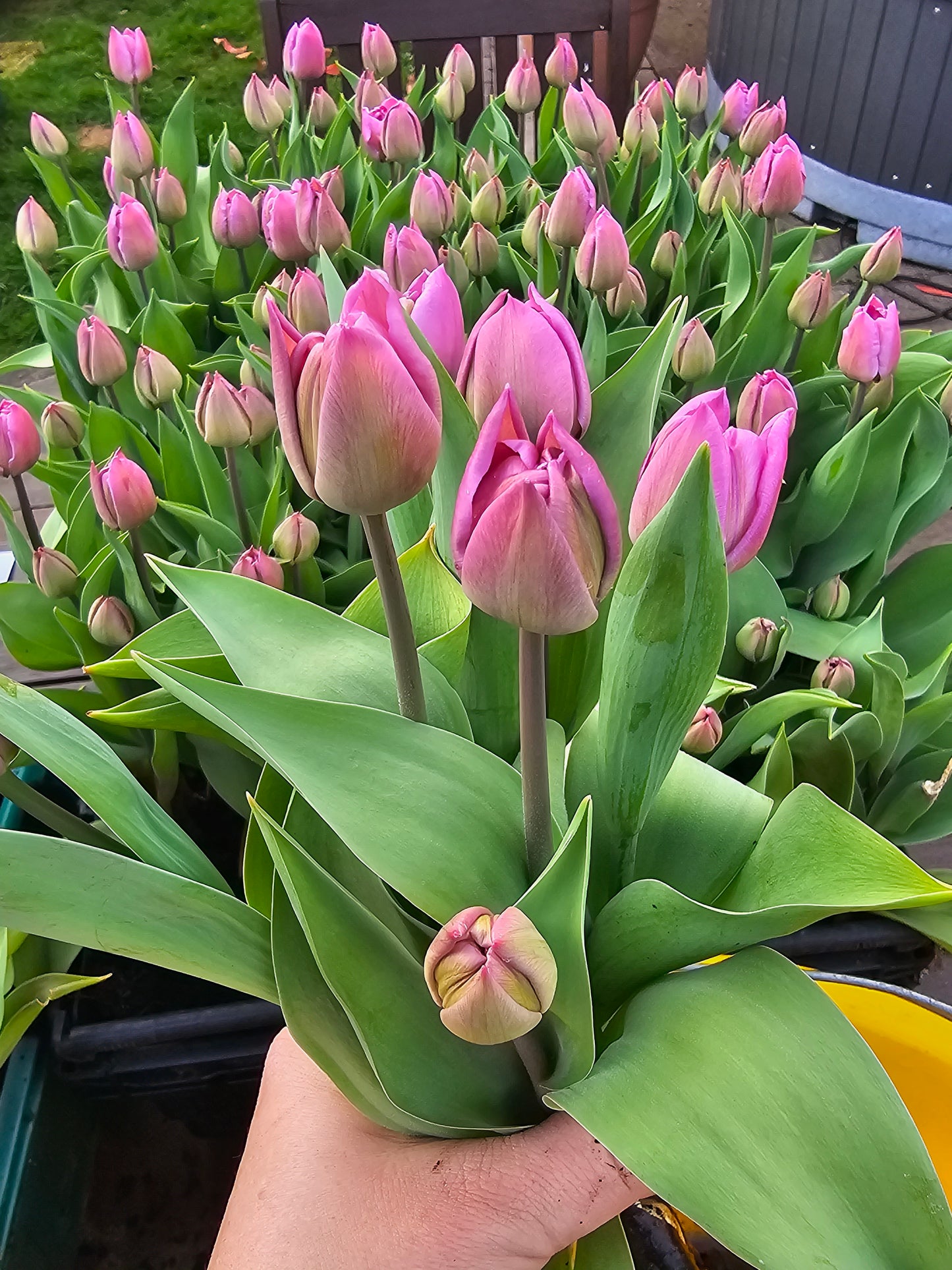 Pick Your Own Tulip Event