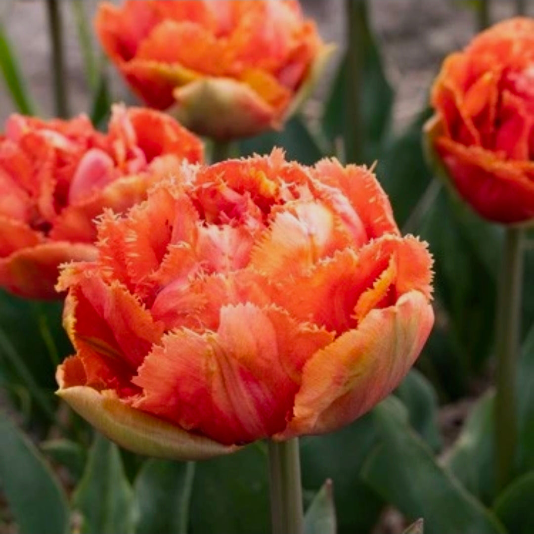 The Tulip Club