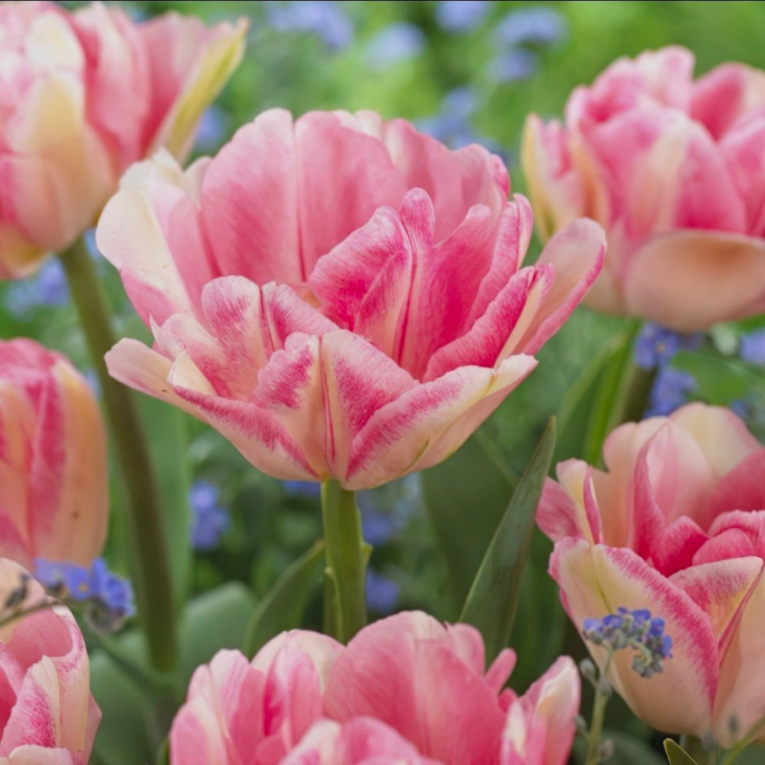 The Tulip Club