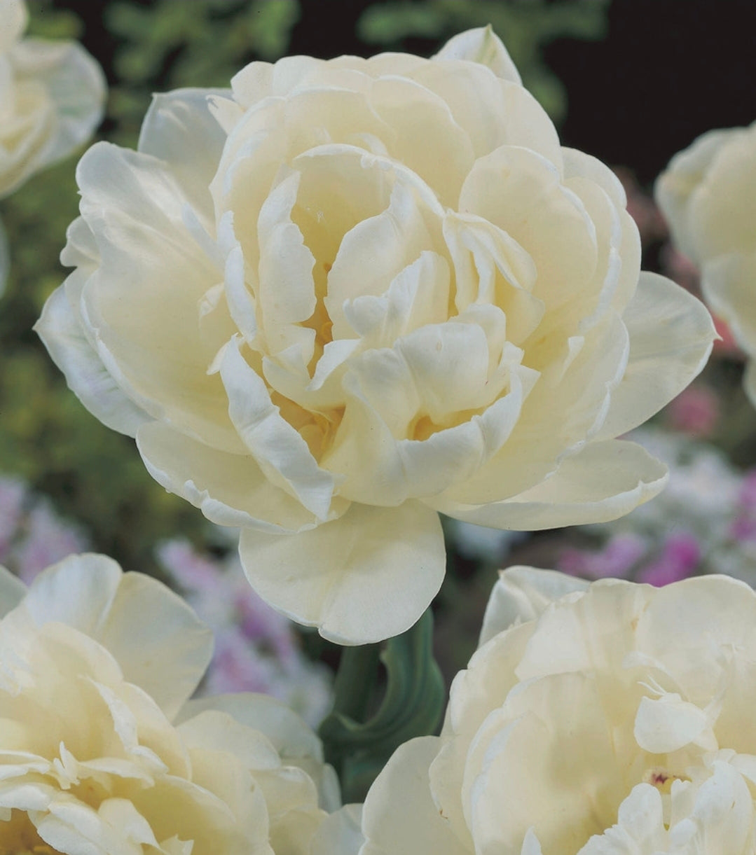 The Tulip Club