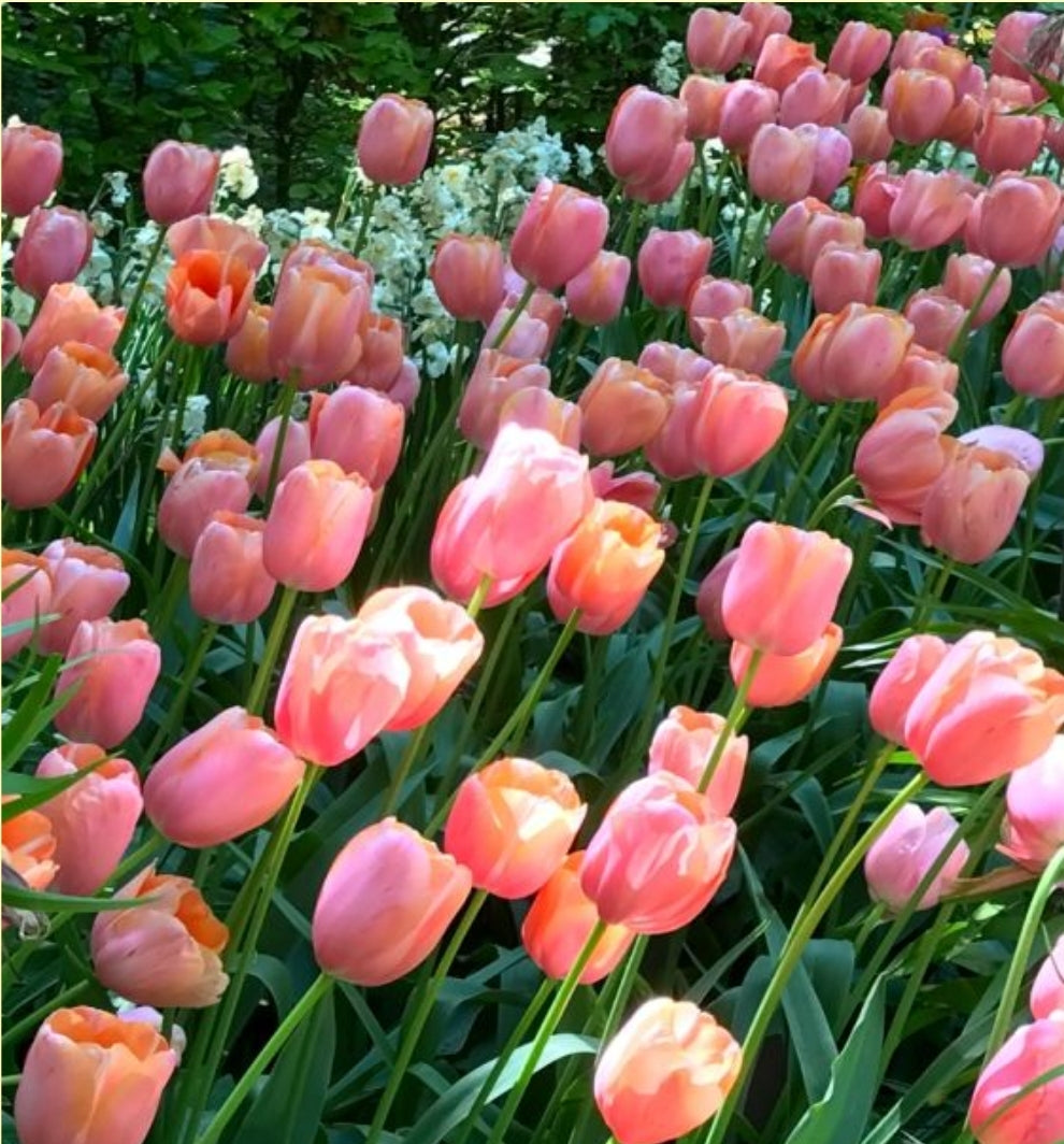 Pick Your Own Tulip Event