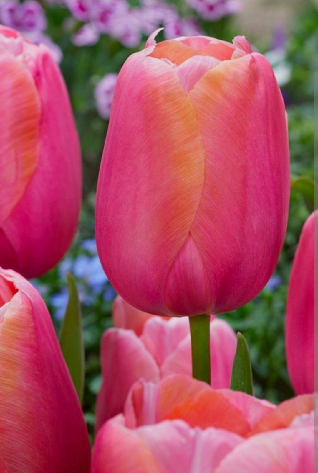 The Tulip Club