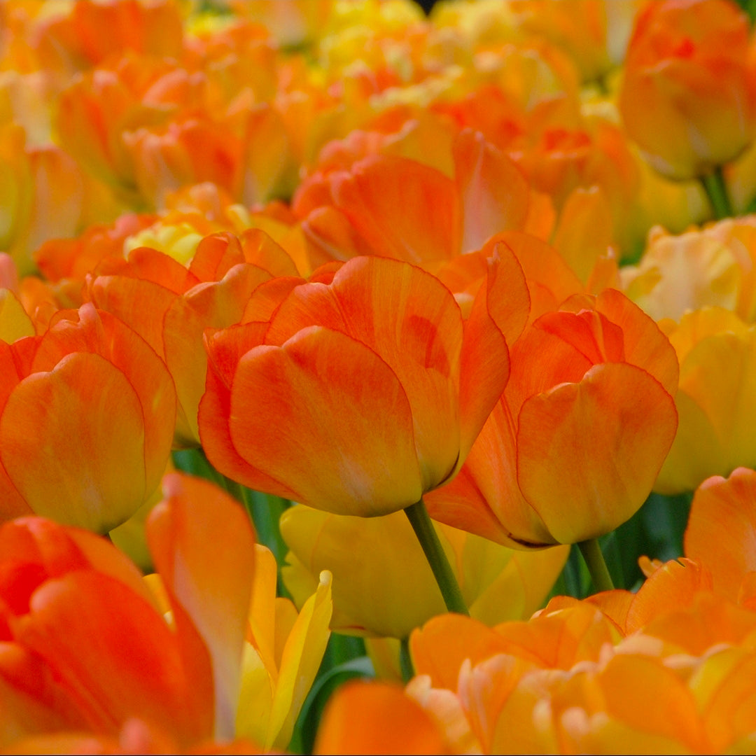 The Tulip Club